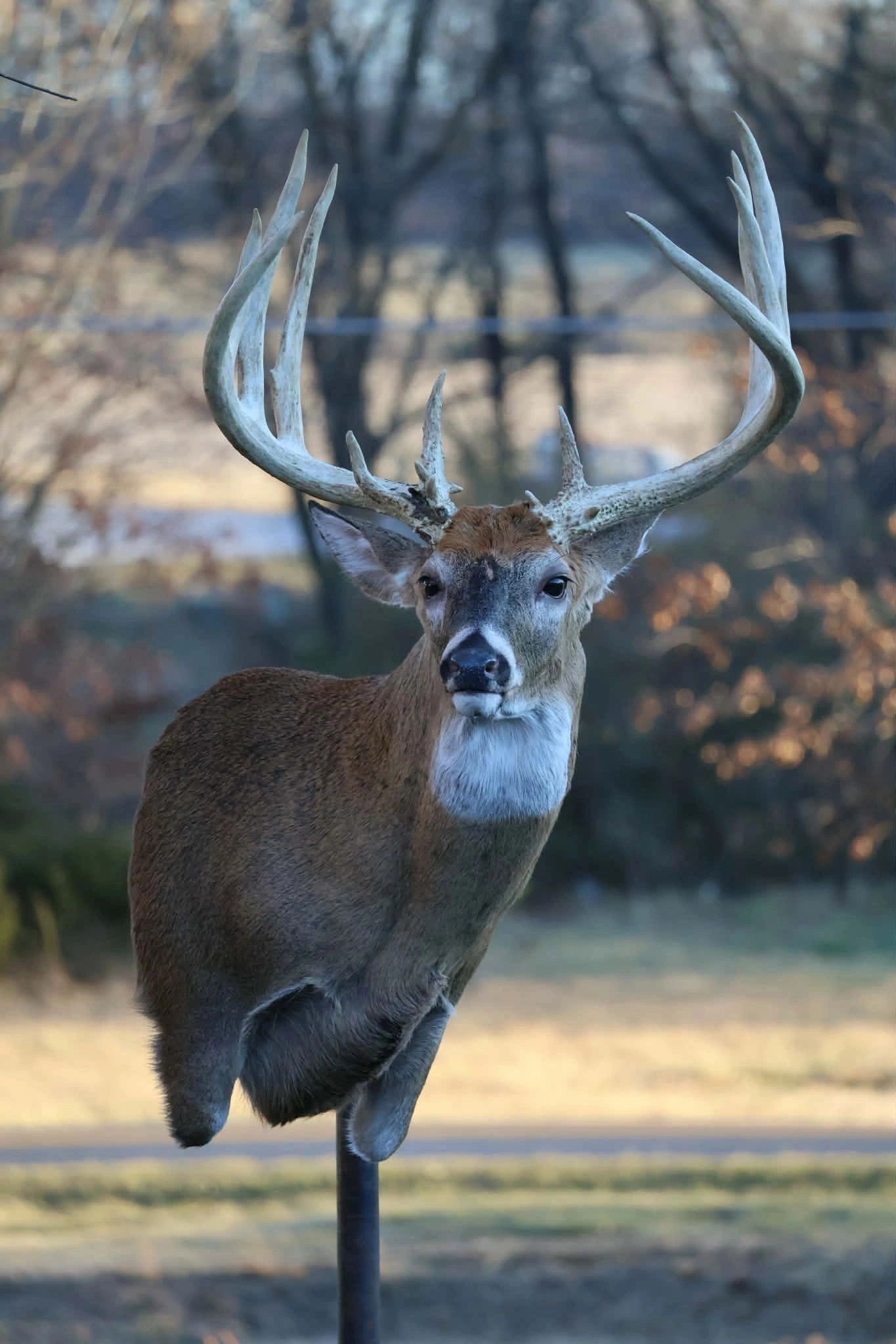 A majestic deer with large antlers in a natural setting.