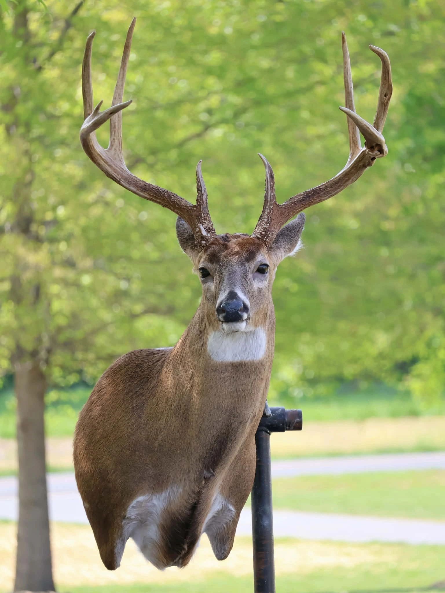 A deer with large antlers stands in a green outdoor setting.