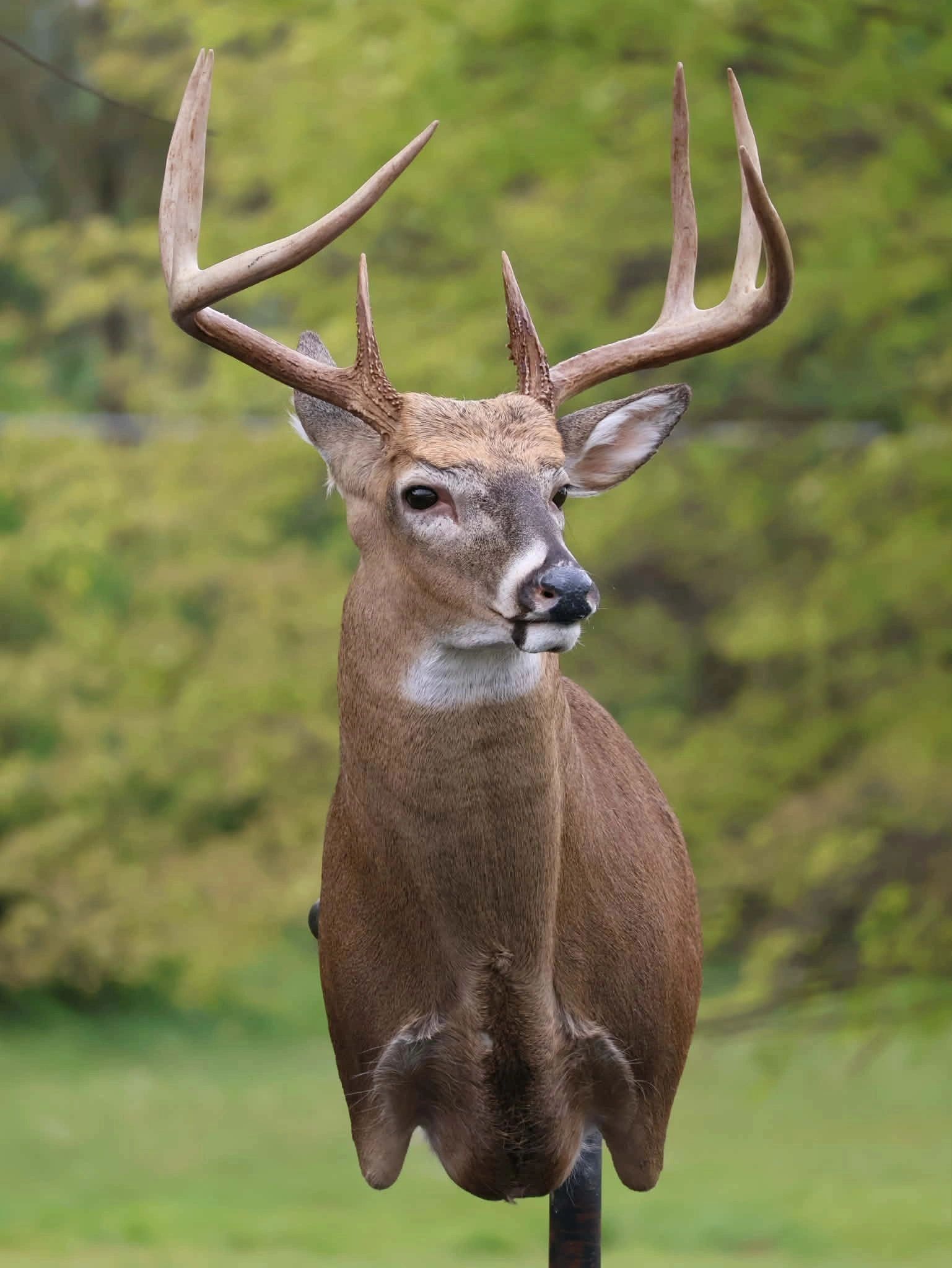 A close-up of a deer with large antlers against a green background.