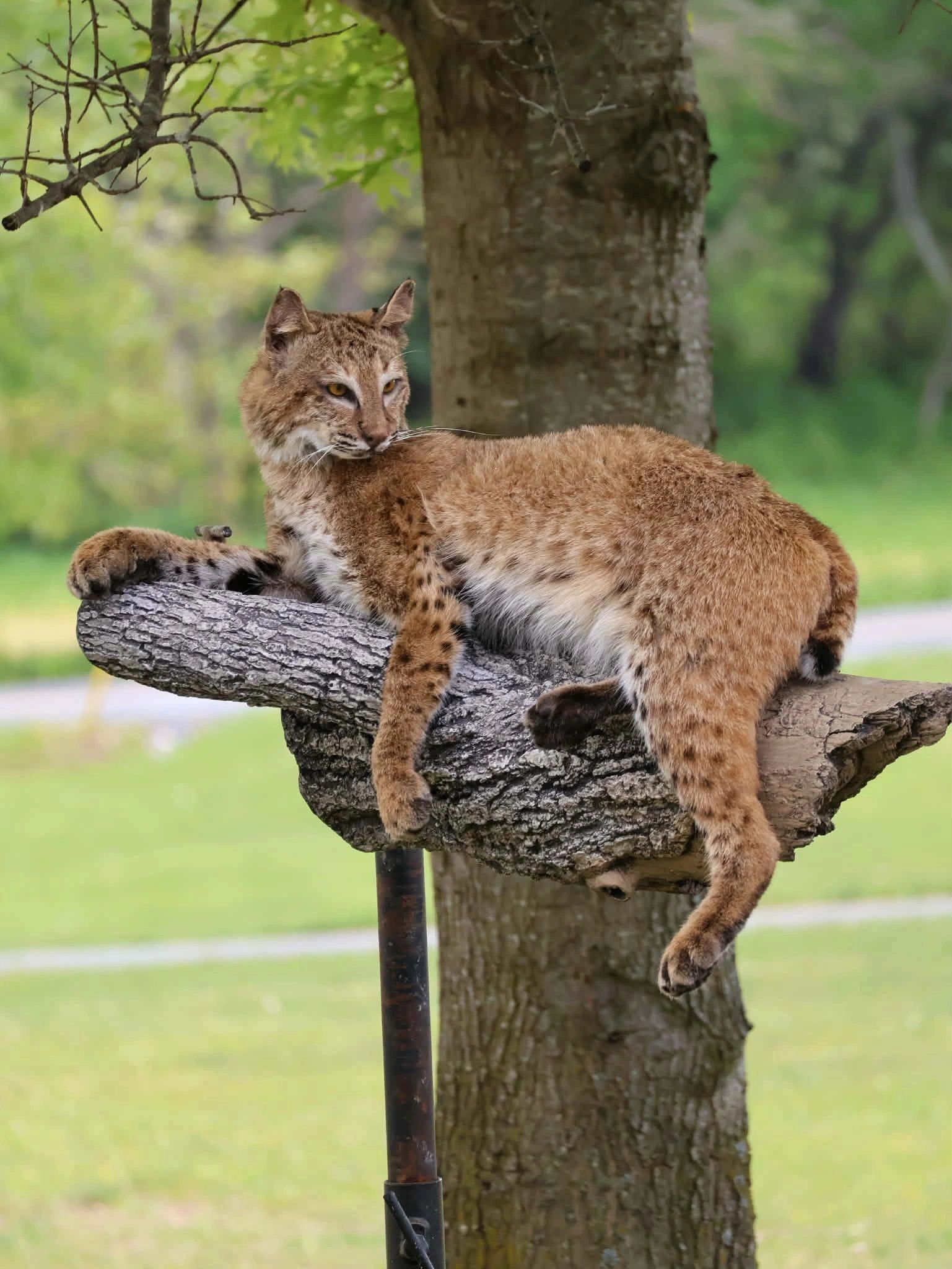 A lynx resting on a tree branch in a green forest.