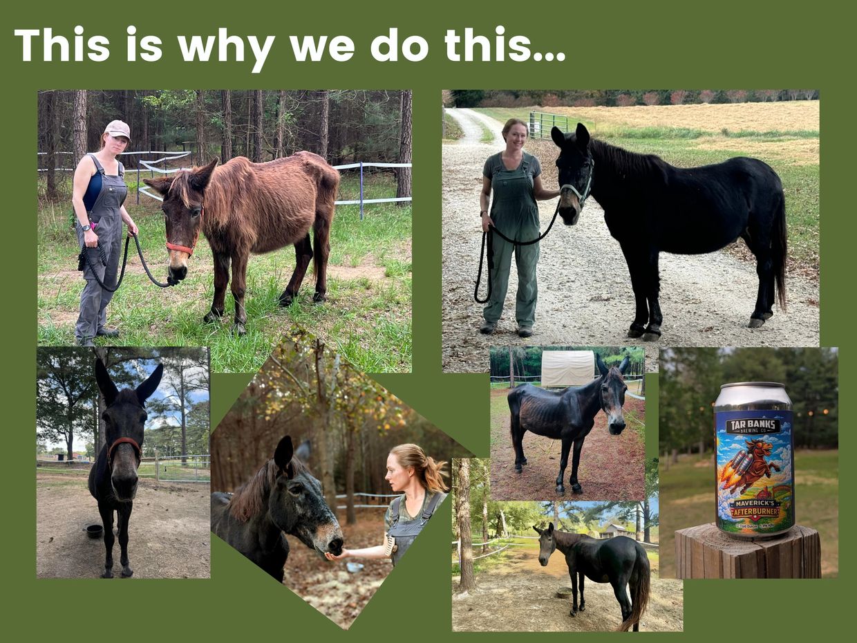 Collage showing the transformation of rescued mules with caretakers and a beer can.