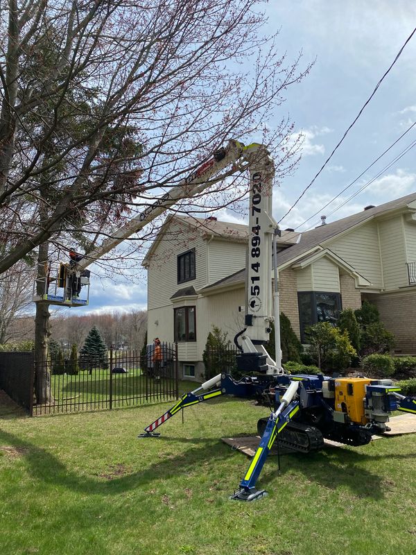 Rear view of spider lift stabilizing for safe tree pruning.