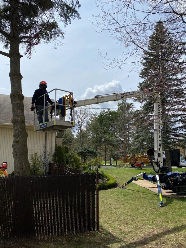 Close up of tree service expert working from a spider lift.