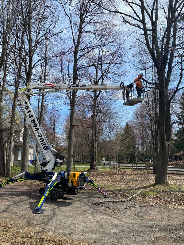 Arborist in spider lift bucket pruning a tall tree.