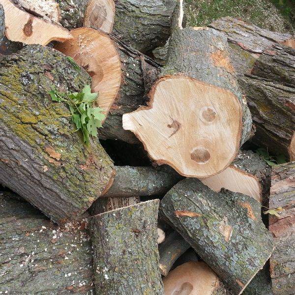 Pile of cut logs ready for firewood, featuring a unique face.