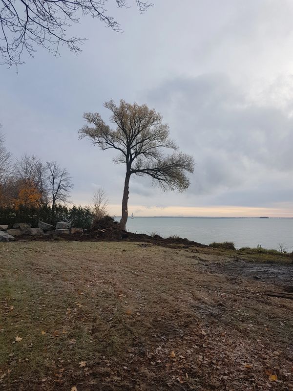 Beautifully pruned tree by the lake in Vaudreuil-Soulanges.