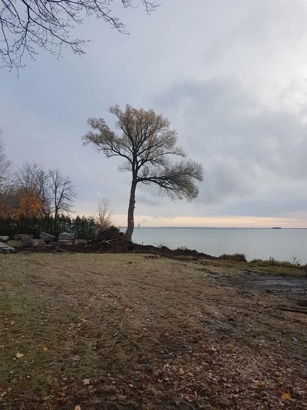 Arbre magnifiquement élagué sur le bord de l'eau à Vaudreuil.