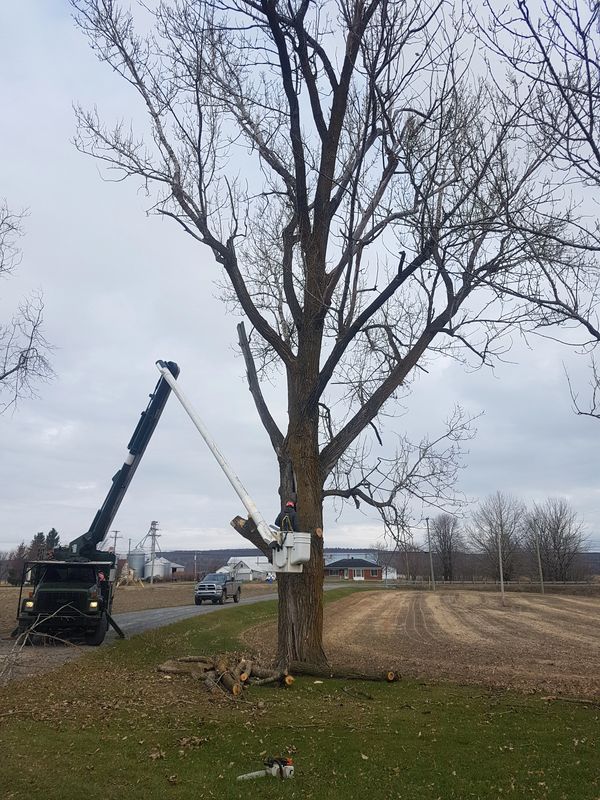 Front view of our boom truck during a complex tree removal.