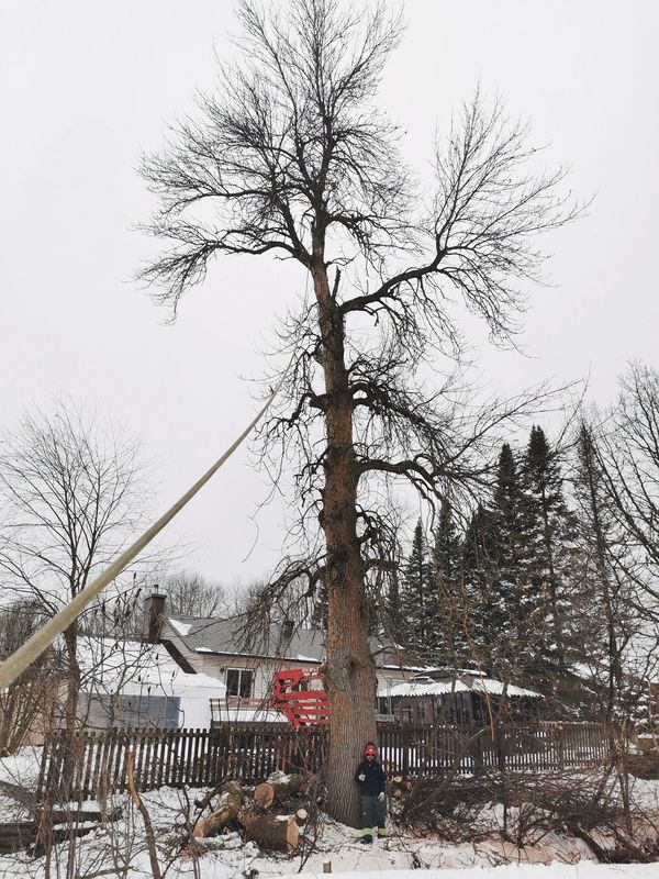 Technical rigging with ropes for safe winter tree removal.