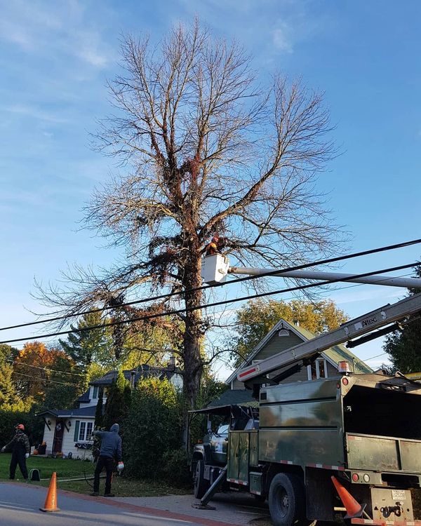 Certified arborist cutting a tree from a boom truck bucket.