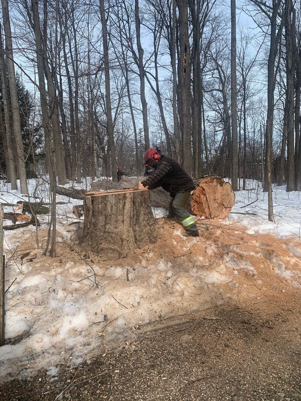 Winter tree removal cutting a massive trunk with a chainsaw.