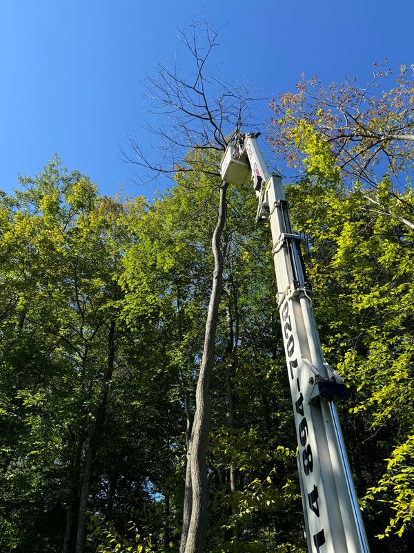 Trees & Beyond spider lift reaching high into a tree.