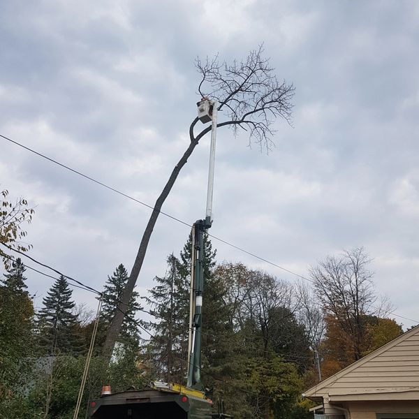 Boom truck fully extended reaching the top of a tall tree.