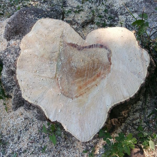 A heart-shaped tree stump left after a professional removal.