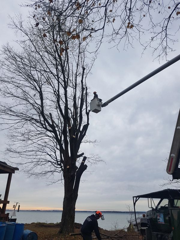 Trees & Beyond boom truck safely removing a hazardous tree.
