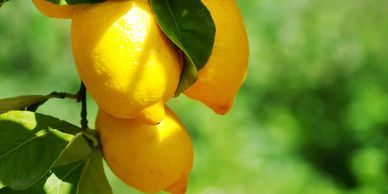 lemons; terpenes; limonene; rolen stone
