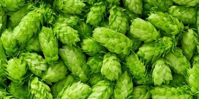 hops; terpenes; humulene; rolen stone