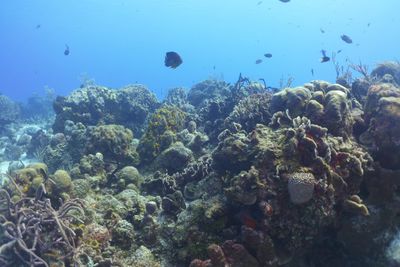 Reef in Cozumel Marine Park