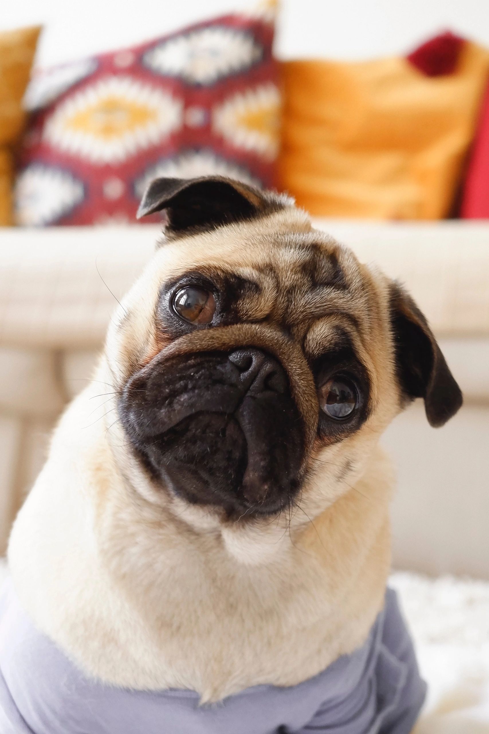 pugs barking at pug pillow