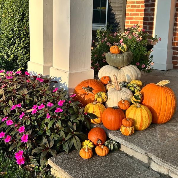 Colorful pumpkins arranged on a porch next to pink flowers.