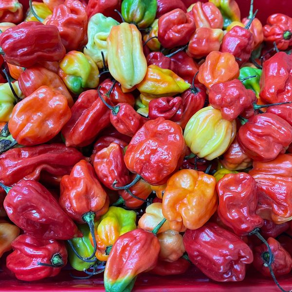 Native ingredients to add flavour and heat!