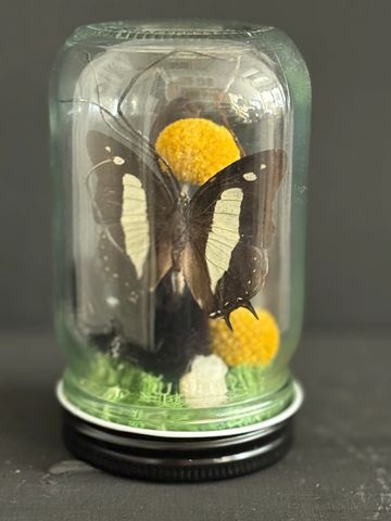 A delicate butterfly rests among golden craspedia spheres, black bunny tails, and shimmering crystal