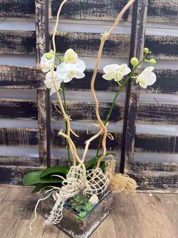 Delicate orchids paired with moss, stones, and organic accents in a glass rectangle planter—an encha