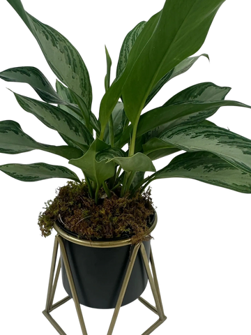 green plant in black and gold geometric vessel