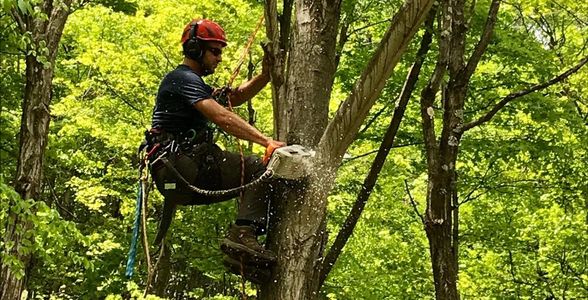 Tree care