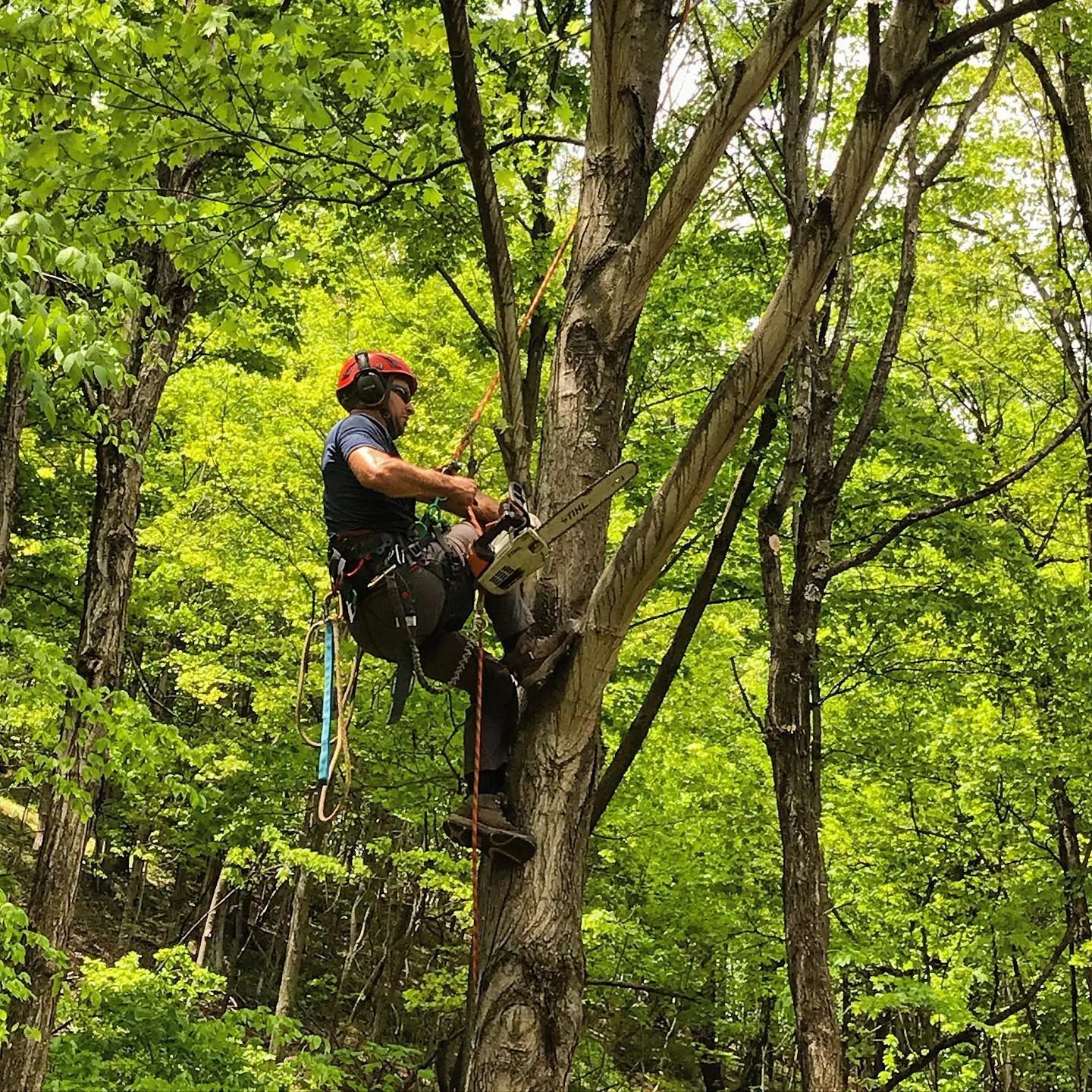 Arborist climbing a tree with a chainsaw.