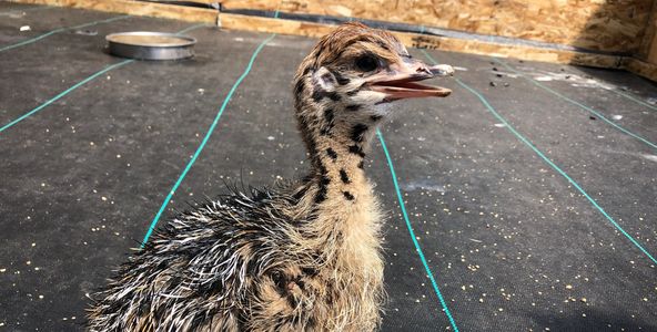 Ostrich Hatchling