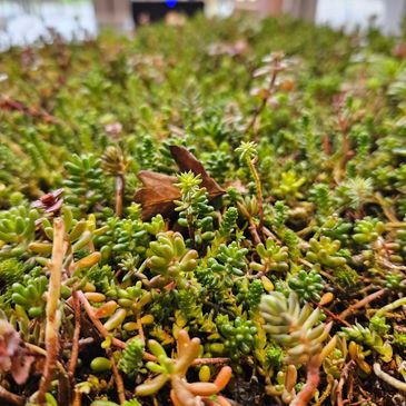 Close-up of green succulent plants with a blurry background.