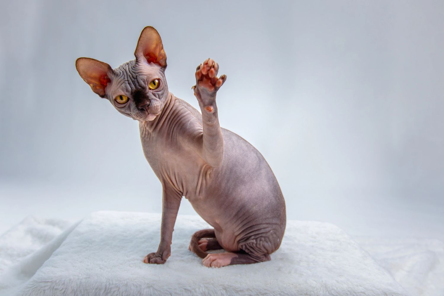 A hairless Sphynx cat raising its paw on a soft white surface.
