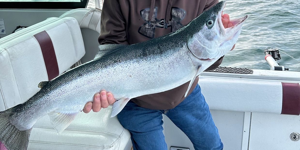 Steelhead/Lake Michigan Rainbow