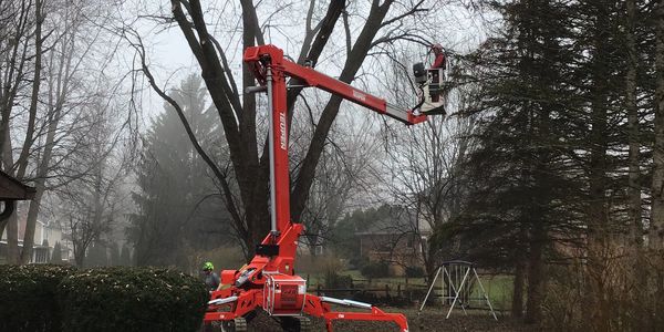 Using spider lift to prune large trees in carmel