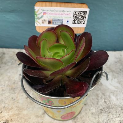 3”  succulent in metal pale