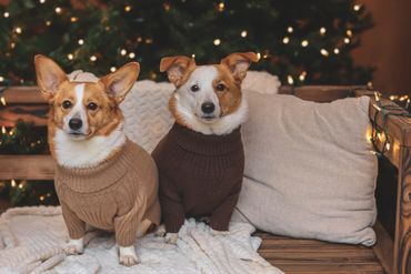 Two corgi dogs in cozy sweaters sitting on a couch with Christmas lights in the background.