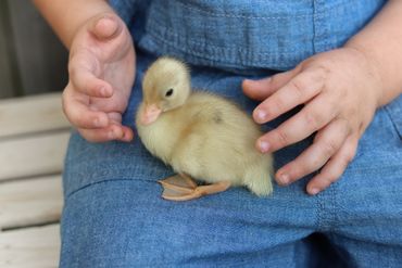 A small yellow duckling sits on a child's lap in blue denim overalls.