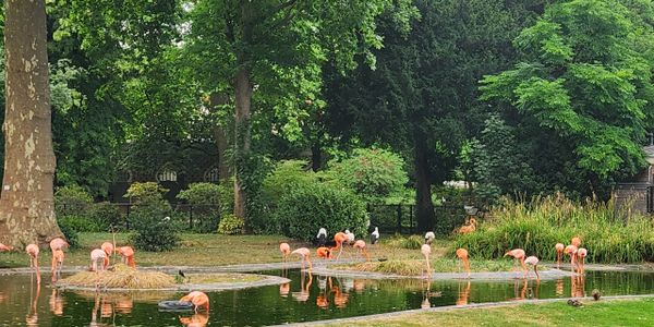 Flamingos gathered around a pond in a lush green park.