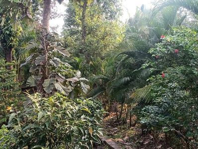 EcoPlanetFarm food forest with diverse fruit trees and regenerative vegetation in the Western Ghats,