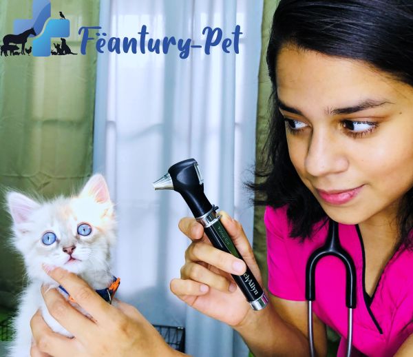 Veterinaria examinando un gatito blanco con ojos azules.