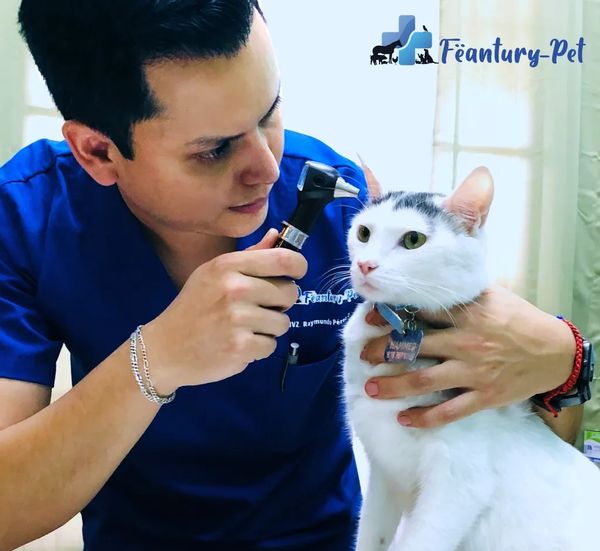 Veterinario examinando el oído de un gato.