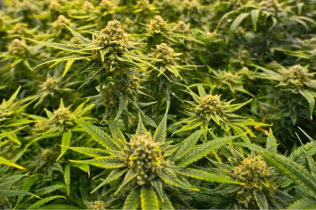 Fireweed Farms