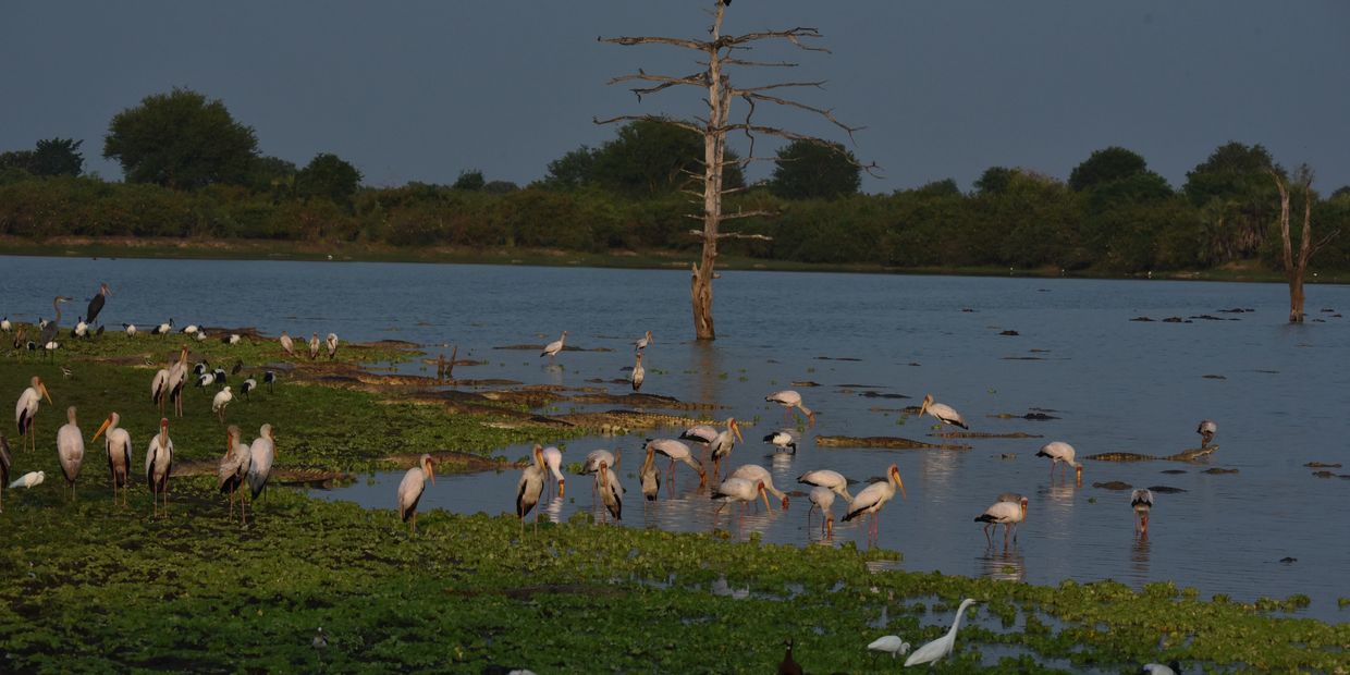 YELLOW BILLED STORK - NYERERE NATIONAL PARK
