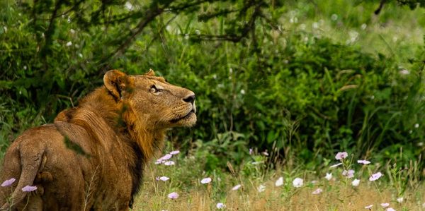 Lion looks up