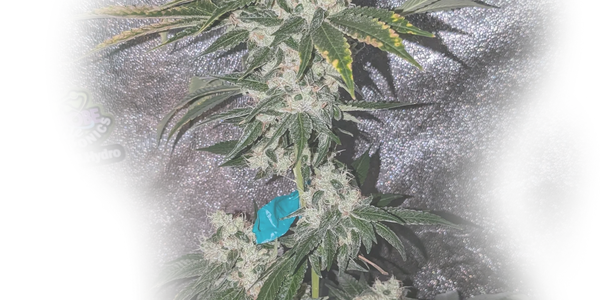 Sour D. 
Day 65