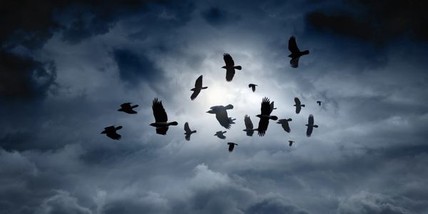 Flock of ravens in moonlit cloudy sky