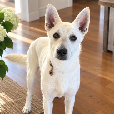 white dog indoors, cute, ready to adopt, adoption, rescue dog, kill shelter. 