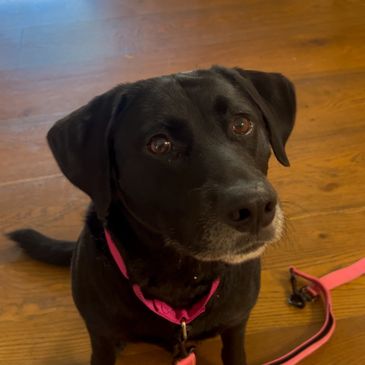 Black dog with a pink collar sitting on wooden floor.