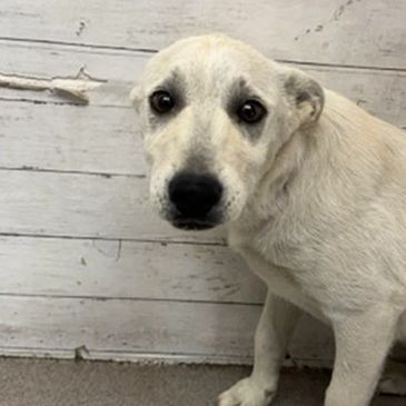 Sad-looking white dog sitting indoors.